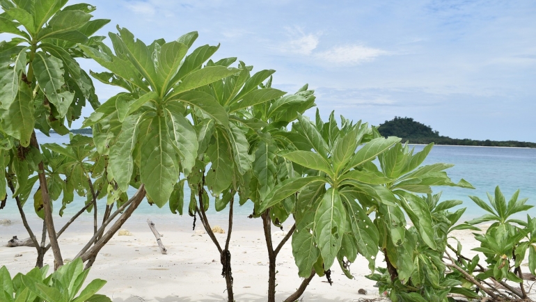 beach-bush.jpg